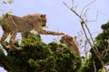 Closeup of an East African Cheetah playing with its baby in a forest in Kenya
