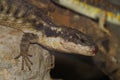 Closeup of an East African spiny-tailed lizard on rocks in a zoo with a blurry background Royalty Free Stock Photo