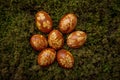 Closeup of easter eggs on the grass with different plants shape stickers on it