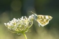 Eastern Bath white, Pontia edusa, butterfly Royalty Free Stock Photo