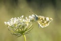 Eastern Bath white, Pontia edusa, butterfly Royalty Free Stock Photo