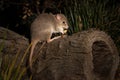 Closeup of an eastern bettong sitting and eating on a log Royalty Free Stock Photo