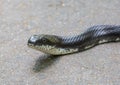 Closeup of Eastern Black Rat Snake Royalty Free Stock Photo