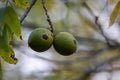 Closeup of Eastern black walnuts on the tree. Selected focus.