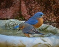 Closeup of eastern bluebirds, Sialia sialis in a birdbath.