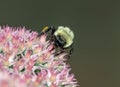 Closeup of Eastern Bumblebee on Pink Sedum Plant Royalty Free Stock Photo