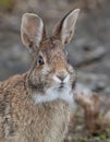 Closeup of an Eastern cottontail rabbit sitting in a winter forest. Royalty Free Stock Photo