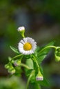 Closeup of a Eastern Daisy Fleabane, Erigeron annuus Royalty Free Stock Photo