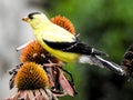 Closeup Eastern Gold Finch Atop a Coneflower