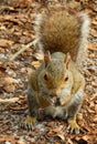 Closeup Eastern Gray Squirrel DeLand Florida