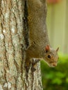 Closeup Eastern Gray Squirrel Scurrying Down Tree Trunk