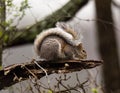 Closeup of an eastern gray squirrel on a tree branch in a forest with a blurry background Royalty Free Stock Photo