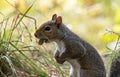Closeup of an eastern gray squirrel (Sciurus carolinensis) in a forest in New Brighton, Minnesota