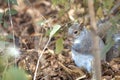 Closeup of an eastern gray squirrel (Sciurus carolinensis) holding an acorn in a forest Royalty Free Stock Photo
