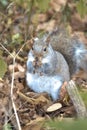 Closeup of an eastern gray squirrel (Sciurus carolinensis) holding an acorn in a forest Royalty Free Stock Photo