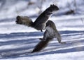 Closeup of eastern gray squirrels (Sciurus carolinensis) on the snow in New Brighton, Minnesota