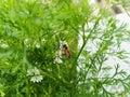 Closeup of an eastern honey bee, apis cerana, on a plant Royalty Free Stock Photo