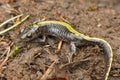 Closeup on an Eastern longtoed salamander, Ambystoma macrodactylum columbianum from Columbia river gorge, Oregon