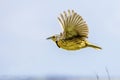 Eastern Meadowlark In Flight, With Wings Motion Blurred Royalty Free Stock Photo