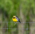 Closeup of an eastern meadowlark (Sturnella magna) perched on a wire fence Royalty Free Stock Photo