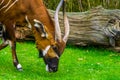 Closeup of a eastern mountain bongo grazing and eating grass, critically endangered animal specie from Africa Royalty Free Stock Photo