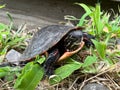 Closeup of Eastern painted turtle on the grass with stones around Royalty Free Stock Photo