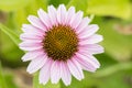 Closeup of an eastern purple coneflower - echinacea purpurea Royalty Free Stock Photo