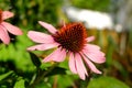 Closeup of an eastern purple coneflower (Echinacea purpurea) Royalty Free Stock Photo