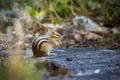 Closeup of an eating eastern chipmunk sitting on the ground. Tamias striatus. Royalty Free Stock Photo