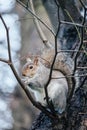 Squirl Eating On Tree Branch Royalty Free Stock Photo