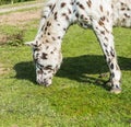 Closeup of an eating white horse with brown and black dots Royalty Free Stock Photo