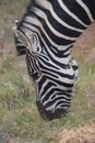 Closeup of an eating Zebra