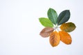 Closeup eaves in different color and age of the jackfruit tree leaves. Royalty Free Stock Photo