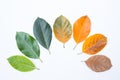 Closeup eaves in different color and age of the jackfruit tree leaves.