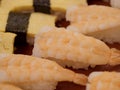 Closeup of Ebi or prawn or shrimp nigiri sushi Royalty Free Stock Photo