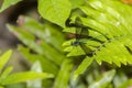 Ebony Jewelwing Demselfly Royalty Free Stock Photo