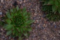 Closeup of Echeveria albicans, Echeveria elegans, Echeveria nodulosa, desert succulent plant