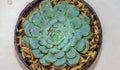 Closeup of Echeveria colorata