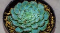 Closeup of Echeveria colorata