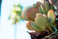 Closeup of Echeveria Elegans under sunlight with greenery on the blurry background