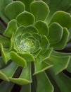 Closeup of echeveria norma plant, fast growing succulent background texture