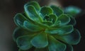 Closeup of an Echeveria subsessilis with raindrops on it on a dark blurry background