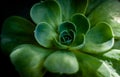 Closeup of an Echeveria subsessilis under the sunlight on a dark blurry background