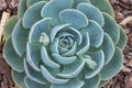 Closeup Echeveria succulent Royalty Free Stock Photo