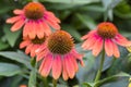 Echinacea Coneflower With Droopy Petals Royalty Free Stock Photo