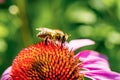 Closeup of a Echinacea flower head with honey bee Royalty Free Stock Photo