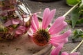 Closeup of an echinacea flower next to a bottle of tincture