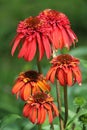 closeup of a Echinacea Hot Papaya flower head