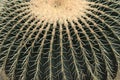 Closeup of Echinocactus Grusonii cactus, cactacea Royalty Free Stock Photo