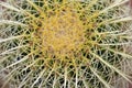 Closeup of echinocactus grusonii golden ball cactus top view Royalty Free Stock Photo